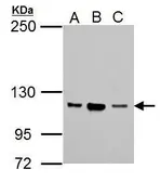 Anti-NSUN1 antibody [N2C2], Internal used in Western Blot (WB). GTX105945