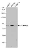 Anti-DCAMKL2 antibody [N2C2], Internal used in Western Blot (WB). GTX105963