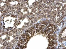 Anti-Laminin alpha 4 antibody [C3], C-term used in IHC (Paraffin sections) (IHC-P). GTX106134