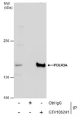 Anti-POLR3A antibody used in Immunoprecipitation (IP). GTX106241