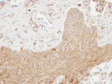 Anti-SCAP2 antibody [C2C3], C-term used in IHC (Paraffin sections) (IHC-P). GTX106357
