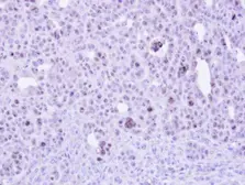 Anti-ZC3H8 antibody [N1C3] used in IHC (Paraffin sections) (IHC-P). GTX107008