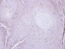 Anti-C16orf62 antibody used in IHC (Paraffin sections) (IHC-P). GTX107271