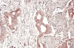 Anti-SCRIB antibody used in IHC (Paraffin sections) (IHC-P). GTX107692