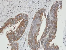 Anti-PGK2 antibody [N3C3] used in IHC (Paraffin sections) (IHC-P). GTX107837