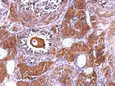 Anti-NLK antibody [N3C3] used in IHC (Paraffin sections) (IHC-P). GTX107910