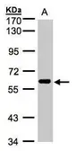 Anti-CLK2 antibody [N3C3] used in Western Blot (WB). GTX107930
