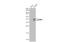 Anti-AMID antibody [N1], N-term used in Western Blot (WB). GTX108089