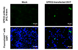 Anti-GPR32 antibody [N1], N-term used in Immunocytochemistry/ Immunofluorescence (ICC/IF). GTX108119