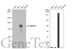 Anti-LIMCH1 antibody [C2C3], C-term used in Western Blot (WB). GTX108649