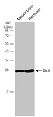 Anti-DLX1 antibody [N1C3-2] used in Western Blot (WB). GTX108804