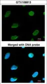 Anti-MTGR1 antibody [C1C3] used in Immunocytochemistry/ Immunofluorescence (ICC/IF). GTX108813
