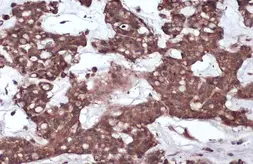 Anti-CD130 antibody used in IHC (Paraffin sections) (IHC-P). GTX109048