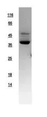 Human AMPK gamma 2 protein, His tag. GTX109105-pro