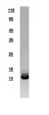 Human Galectin 2 protein, His tag. GTX109135-pro