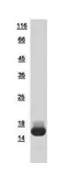 Human TCL1A protein, His tag. GTX109313-pro
