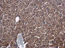 Anti-PON1 antibody used in IHC (Paraffin sections) (IHC-P). GTX109561