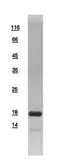 Human NDUFA12 protein, His tag. GTX109567-pro
