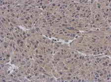 Anti-APBB3 antibody [N3C3] used in IHC (Paraffin sections) (IHC-P). GTX109699