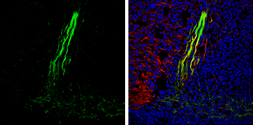 Anti-Gephyrin antibody [N2C1], Internal used in IHC (Frozen sections) (IHC-Fr). GTX109734