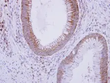 Anti-C9 antibody [N2C2], Internal used in IHC (Paraffin sections) (IHC-P). GTX109952