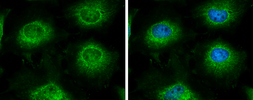 Anti-LARS2 antibody [N2C1], Internal used in Immunocytochemistry/ Immunofluorescence (ICC/IF). GTX110083