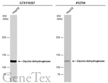 Anti-Glycine dehydrogenase antibody [N3C2-2], Internal used in Western Blot (WB). GTX110267