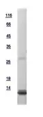 Human GNG12 protein, His tag. GTX111023-pro