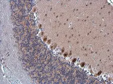 Anti-FZR1 antibody used in IHC (Paraffin sections) (IHC-P). GTX111200