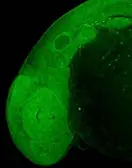 Anti-CtBP1 antibody [N1C1] used in IHC (Whole mount) (IHC-Wm). GTX111246