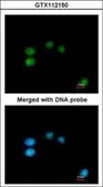 Anti-LONRF3 antibody [N2C2], Internal used in Immunocytochemistry/ Immunofluorescence (ICC/IF). GTX112150