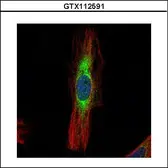 Anti-SCIN antibody [N3C2], Internal used in Immunocytochemistry/ Immunofluorescence (ICC/IF). GTX112591