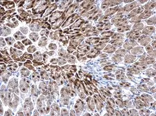 Anti-GSTP1 antibody used in IHC (Paraffin sections) (IHC-P). GTX112695