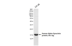Human Alpha Synuclein protein, His tag. GTX112799-pro