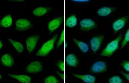 Anti-GSTP1 antibody used in Immunocytochemistry/ Immunofluorescence (ICC/IF). GTX112953