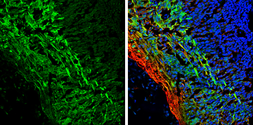 Anti-Tau antibody used in IHC (Frozen sections) (IHC-Fr). GTX112981