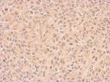 Anti-COX1 antibody used in IHC (Paraffin sections) (IHC-P). GTX113259
