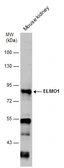 Anti-ELMO1 antibody [C1C3] used in Western Blot (WB). GTX113600