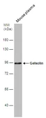 Anti-Gelsolin antibody used in Western Blot (WB). GTX114078