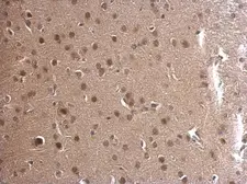Anti-ADSL antibody [N3C3] used in IHC (Paraffin sections) (IHC-P). GTX114243