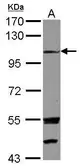 Anti-EXTL3 antibody [C2C3], C-term used in Western Blot (WB). GTX114396