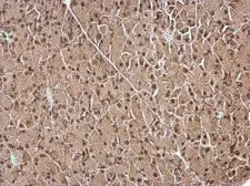 Anti-IPO5 antibody used in IHC (Paraffin sections) (IHC-P). GTX114514