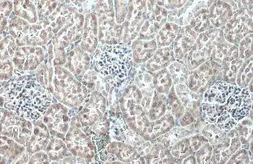 Anti-RPL24 antibody used in IHC (Paraffin sections) (IHC-P). GTX114729