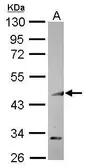 Anti-COUP TF1 antibody [N3C3] used in Western Blot (WB). GTX114835