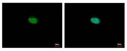 Anti-NR1D2 antibody [N3C2], Internal used in Immunocytochemistry/ Immunofluorescence (ICC/IF). GTX115322