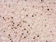 Anti-NUDT21 antibody used in IHC (Paraffin sections) (IHC-P). GTX115535