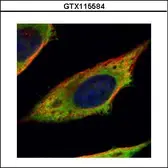 Anti-Calpain 11 antibody used in Immunocytochemistry/ Immunofluorescence (ICC/IF). GTX115584