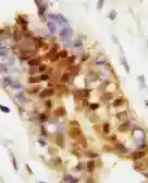 Anti-Hsp70 antibody used in IHC (Paraffin sections) (IHC-P). GTX11573