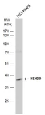 Anti-HSH2D antibody used in Western Blot (WB). GTX117004