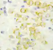 Anti-FGF9 antibody used in IHC (Paraffin sections) (IHC-P). GTX11703